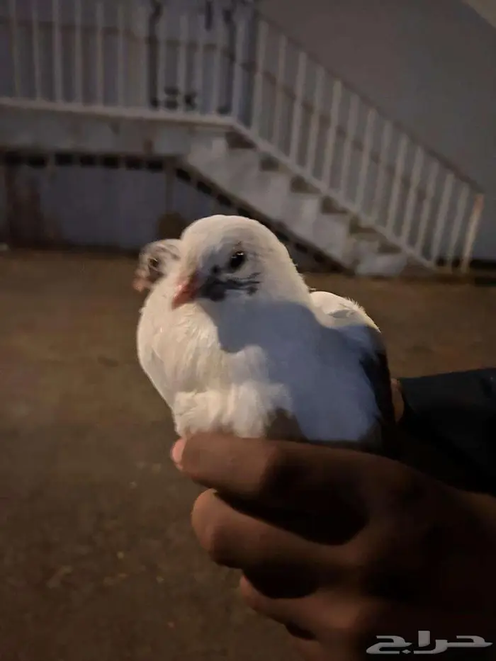 حمام للبيع 3
