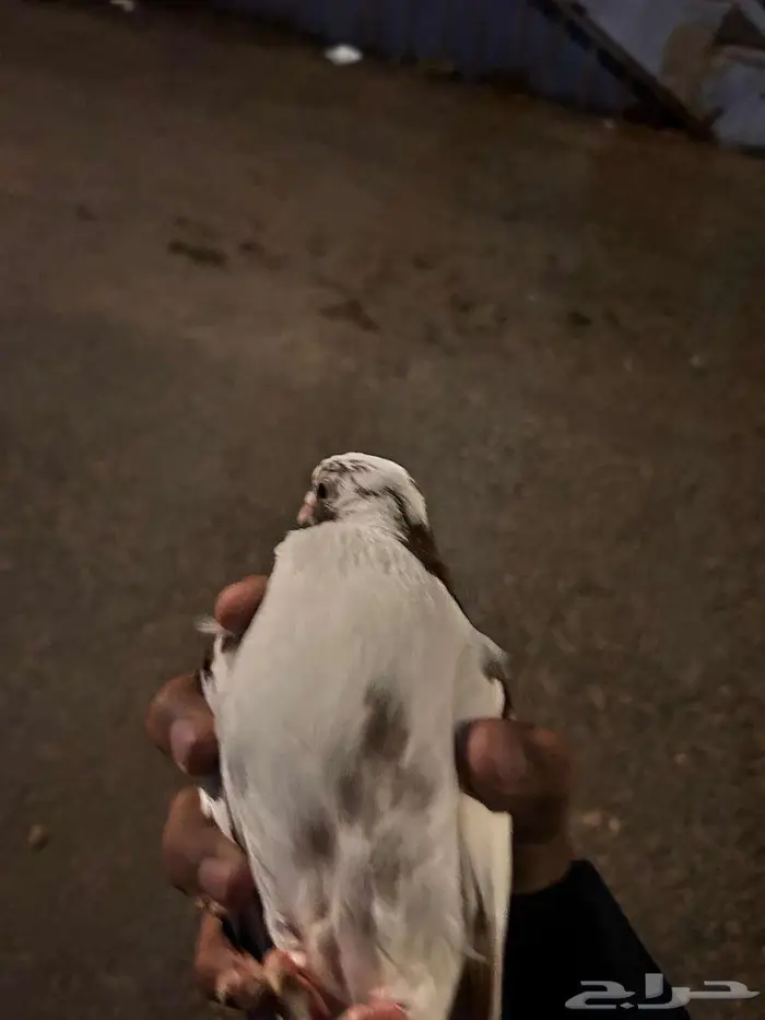 حمام للبيع 2