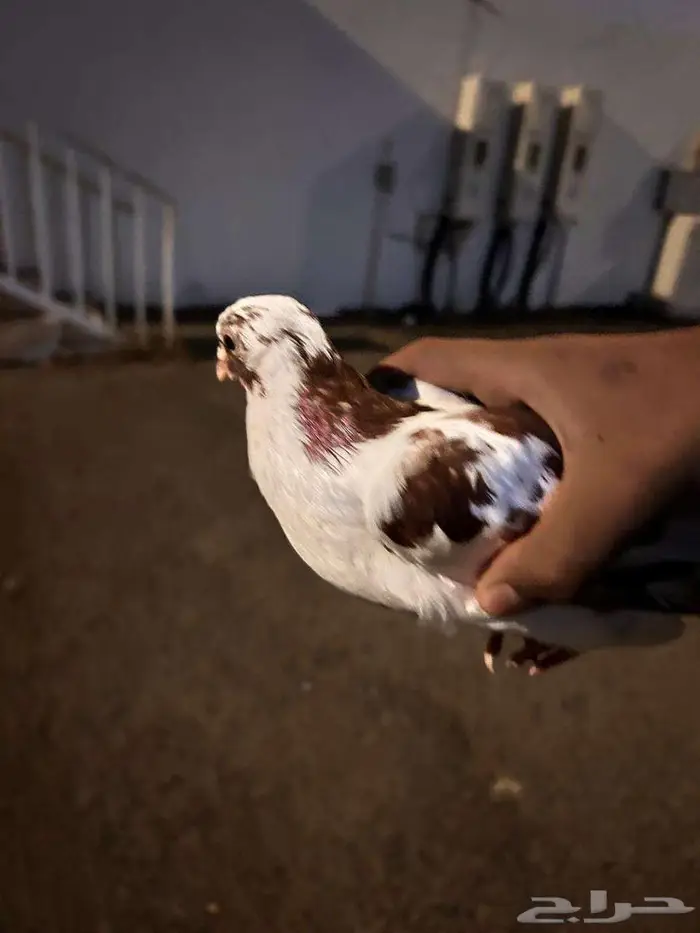 حمام للبيع 4