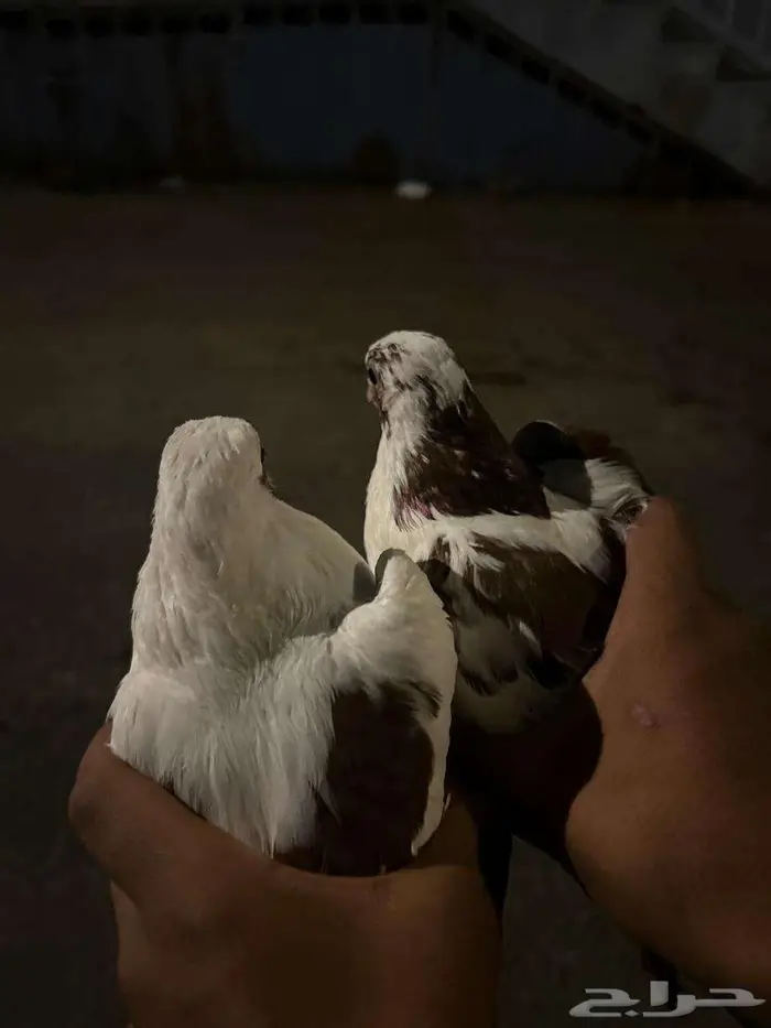 حمام للبيع 5