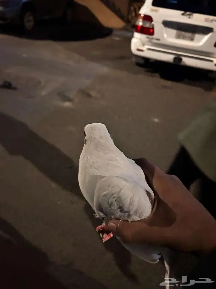 حمام للبيع 9
