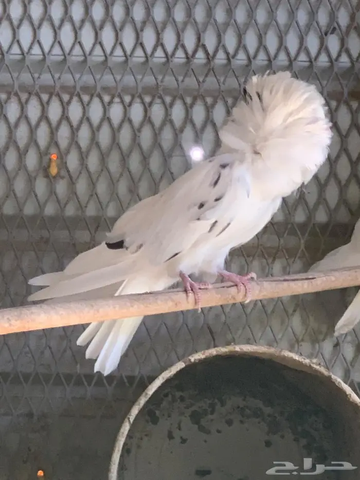 حمام بلجيكي 2