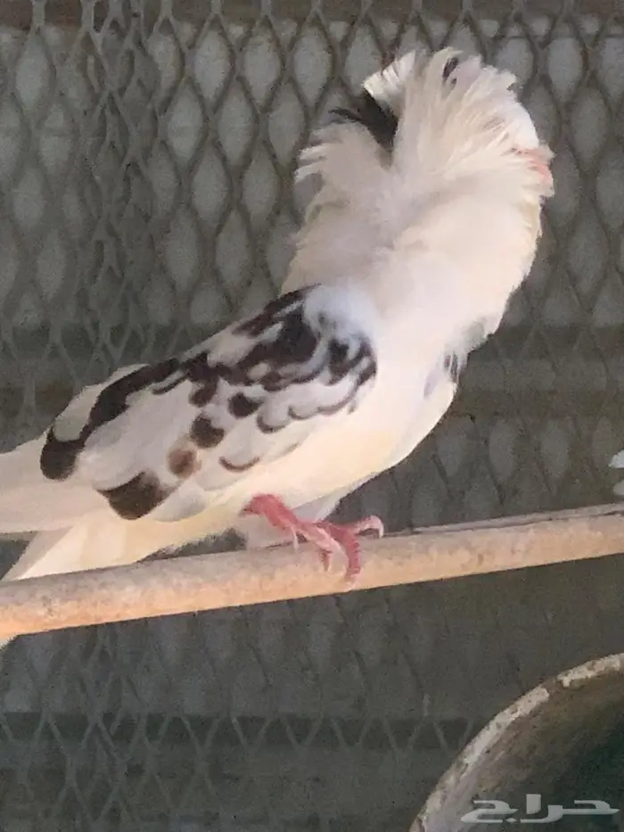 حمام بلجيكي 1