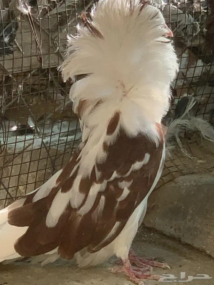 حمام بلجيكي 3