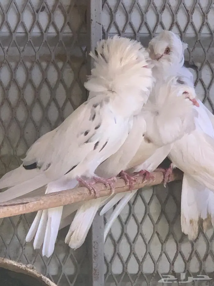 حمام بلجيكي 0