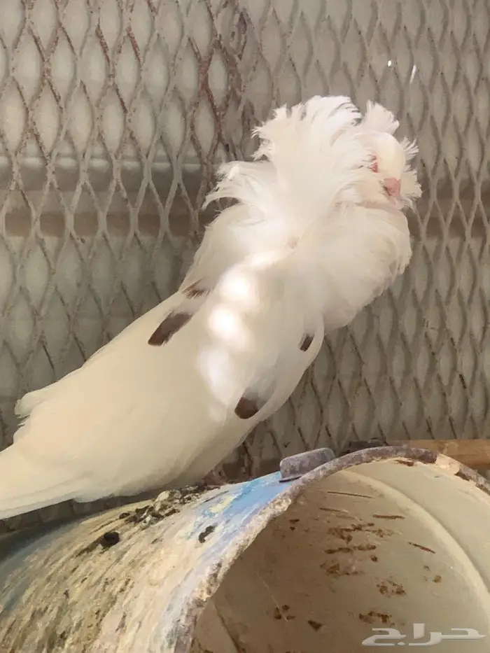 حمام بلجيكي 4