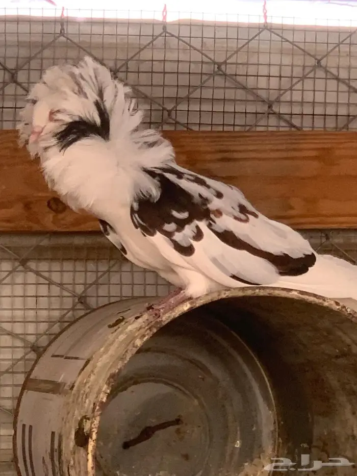 حمام بلجيكي 8