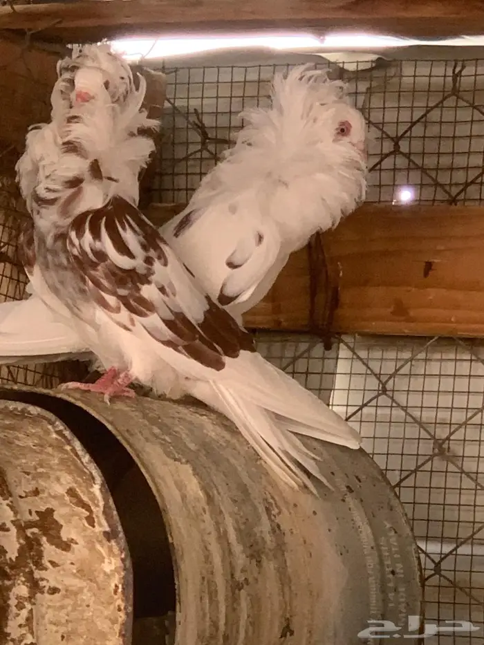 حمام بلجيكي 10