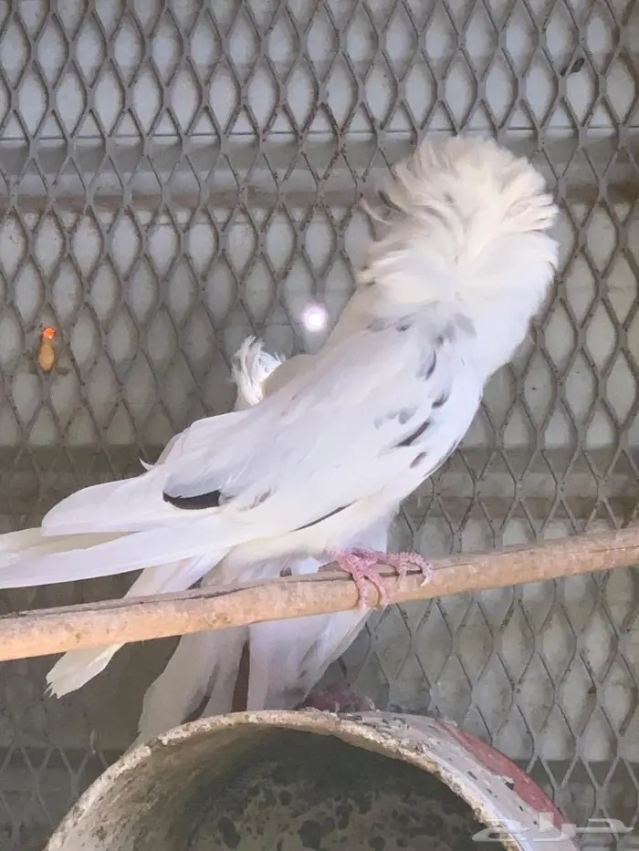 حمام بلجيكي 9