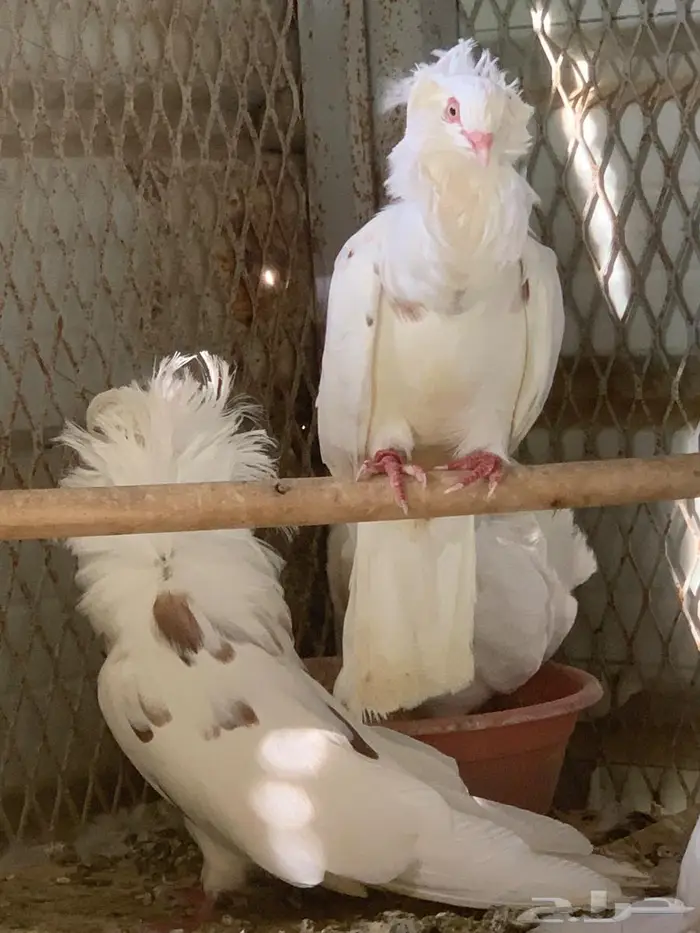 حمام بلجيكي 5