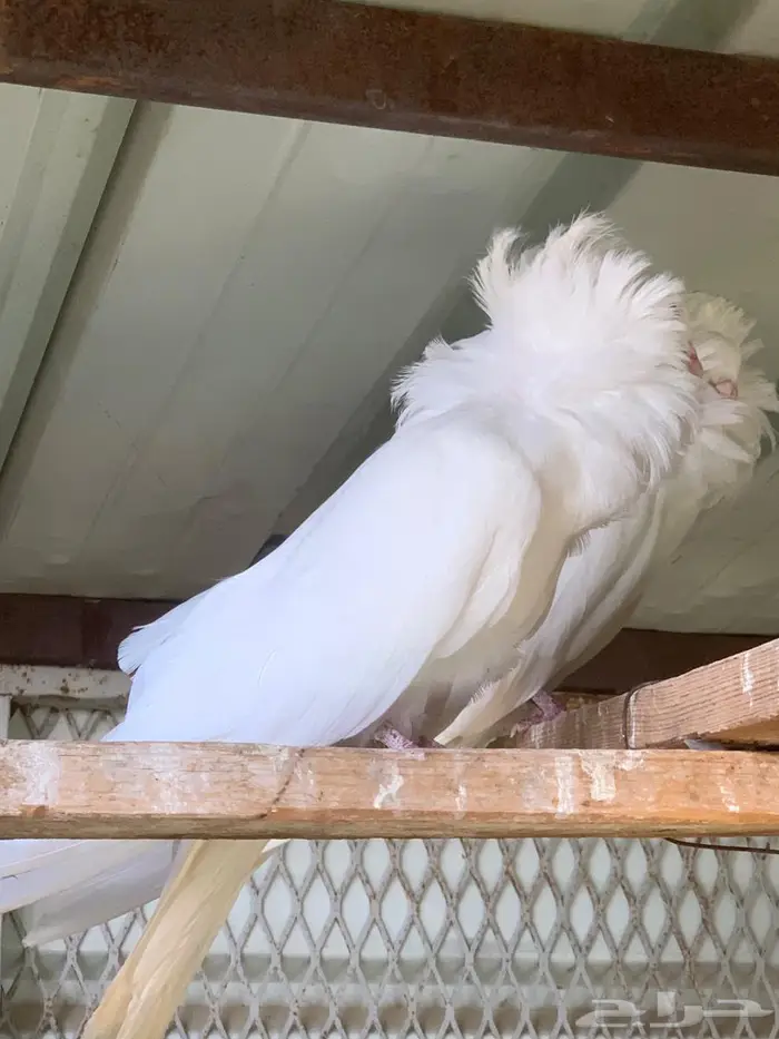 حمام بلجيكي 12