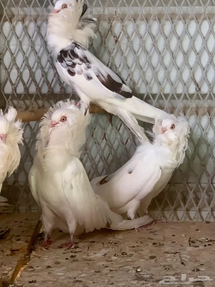 حمام بلجيكي 11