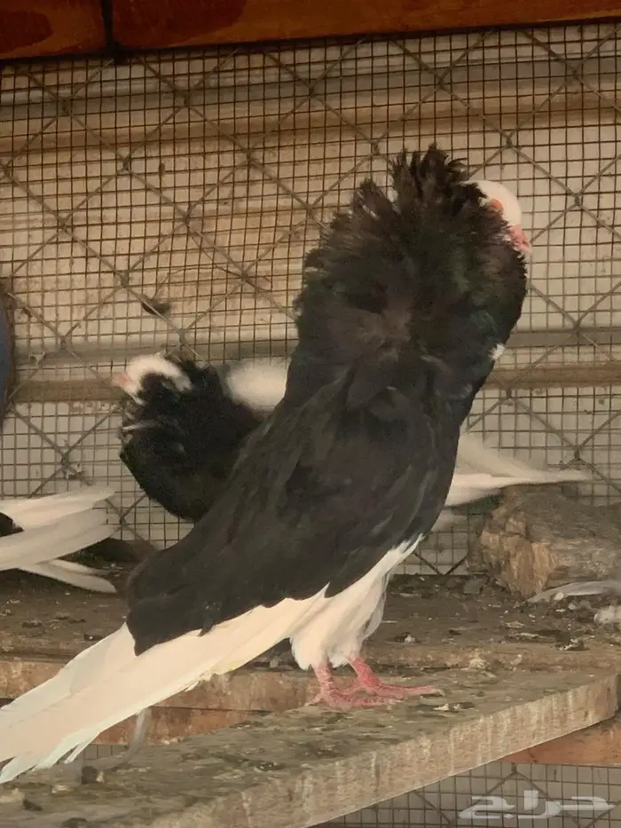 حمام بلجيكي 14