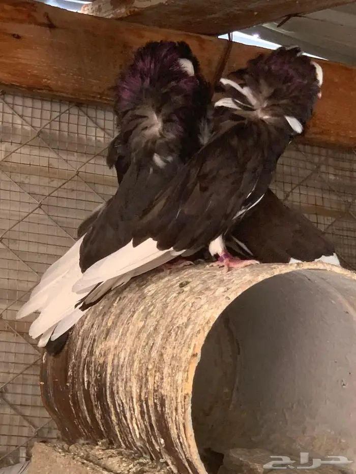 حمام بلجيكي 17