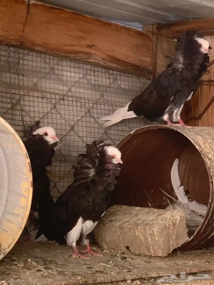 حمام بلجيكي 18