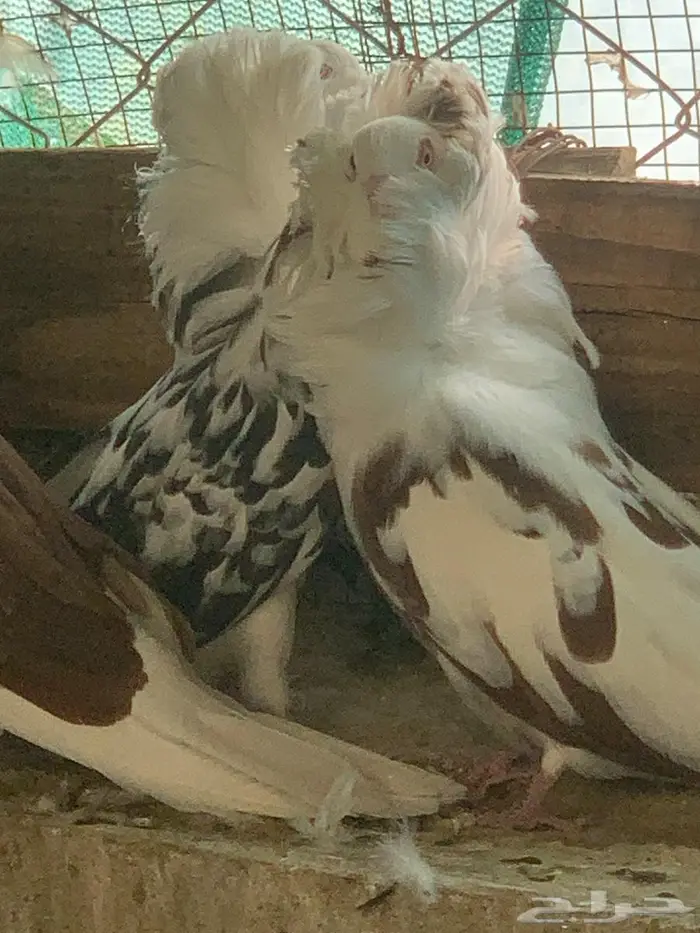 حمام بلجيكي 6