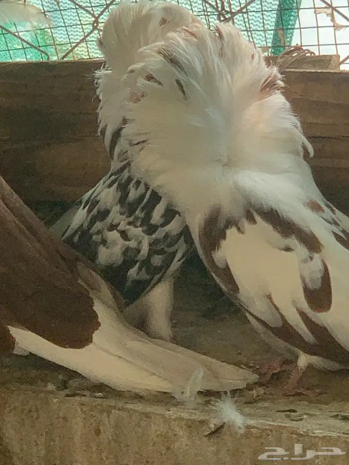 حمام بلجيكي 7