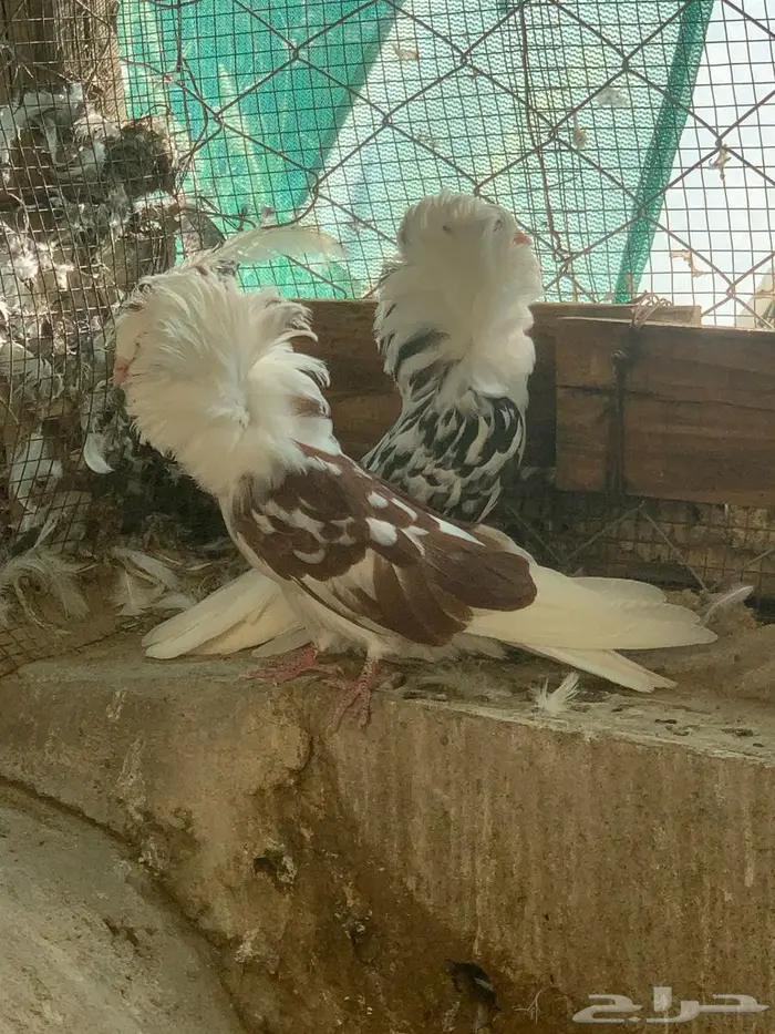 حمام بلجيكي 21