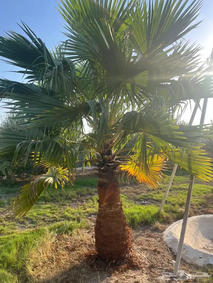 نخيل زينه واشنطونيا 3