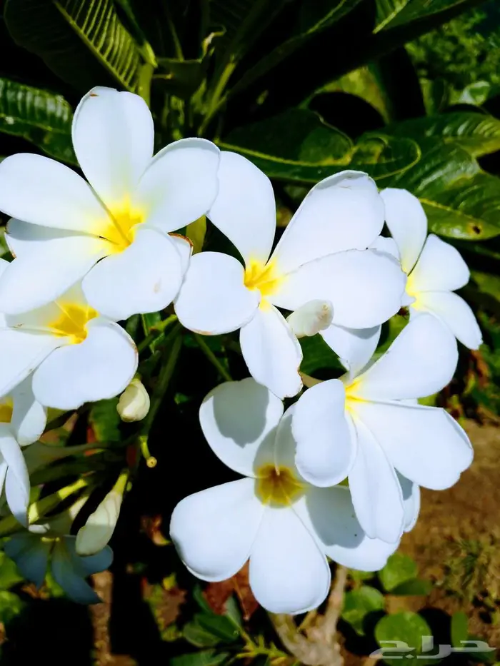 جميع انواع الشتلات وتنسيق شبكات الري 0