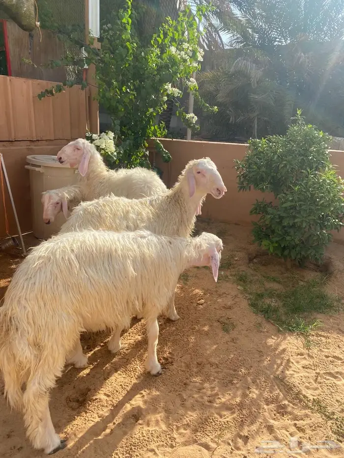 تم البيع   تم البيع 2