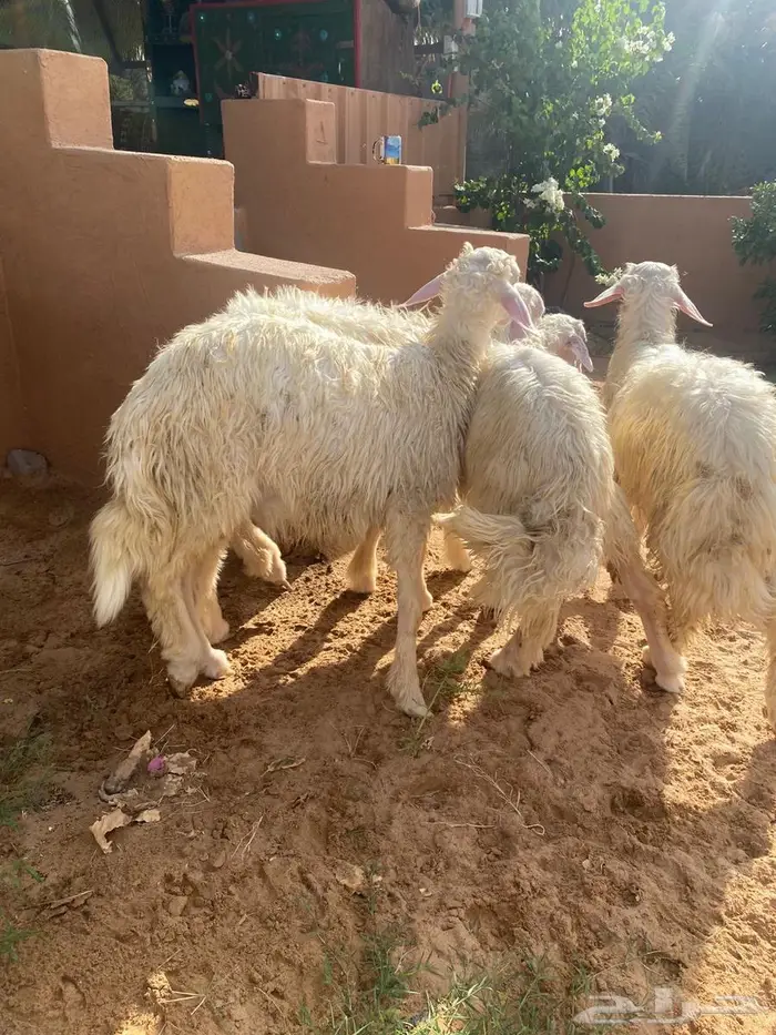 تم البيع   تم البيع 1