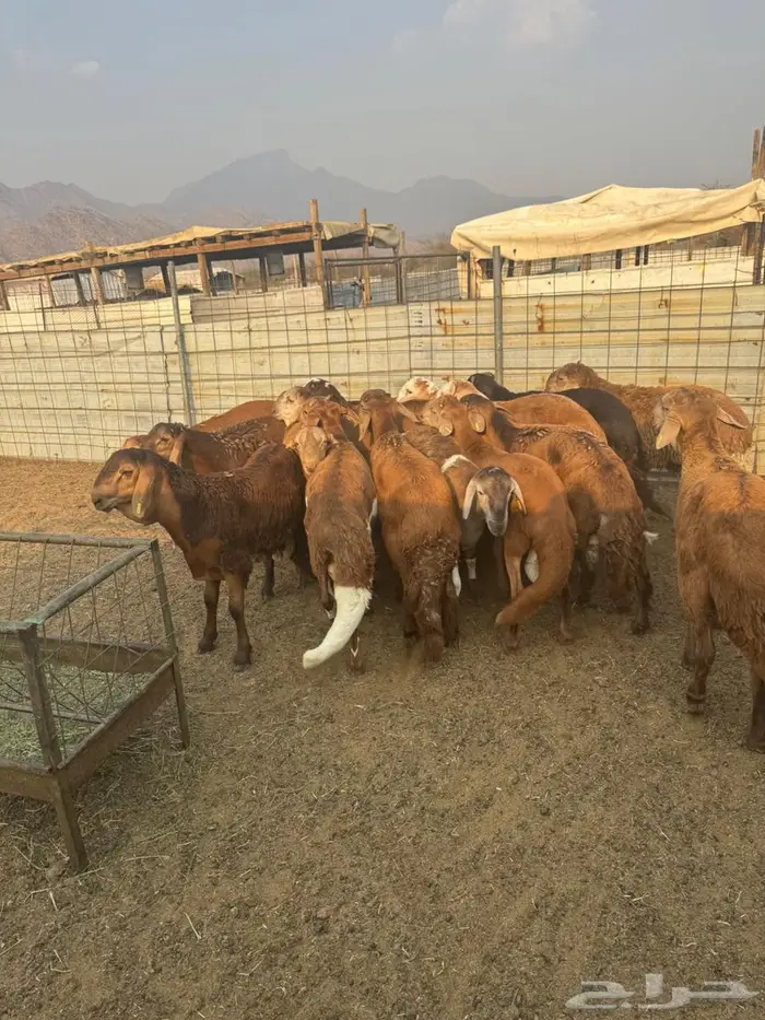 سواكن جملة وتفريد ويوجد توصيل 10