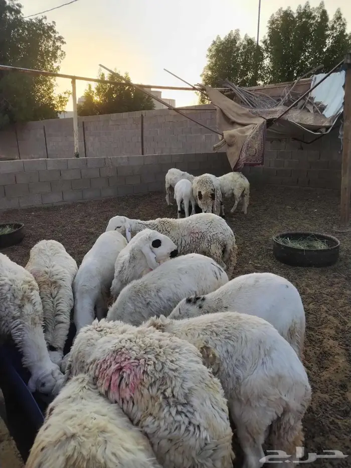 طليان سواكن للبيع او مبايع بمعزه 1