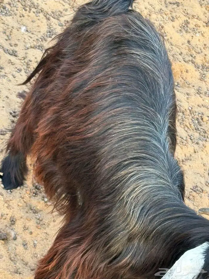 صنف عارض معرفات للبيع 0