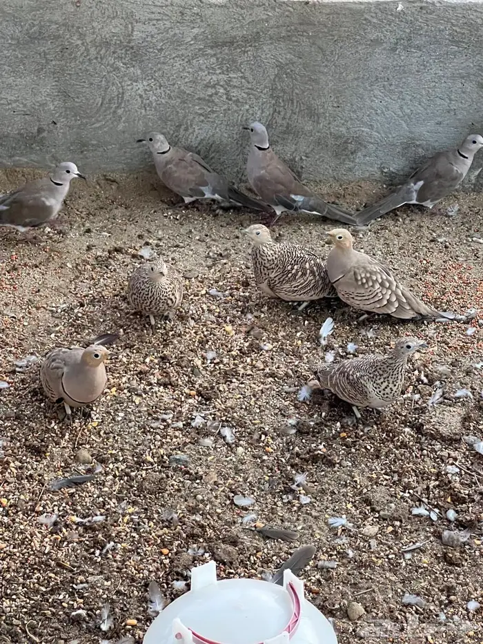 قطا ل البيع 2