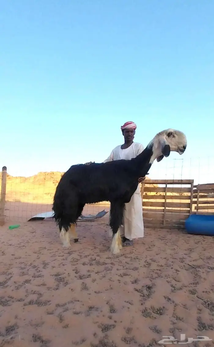 الفحل العملاق ولد المليون 0