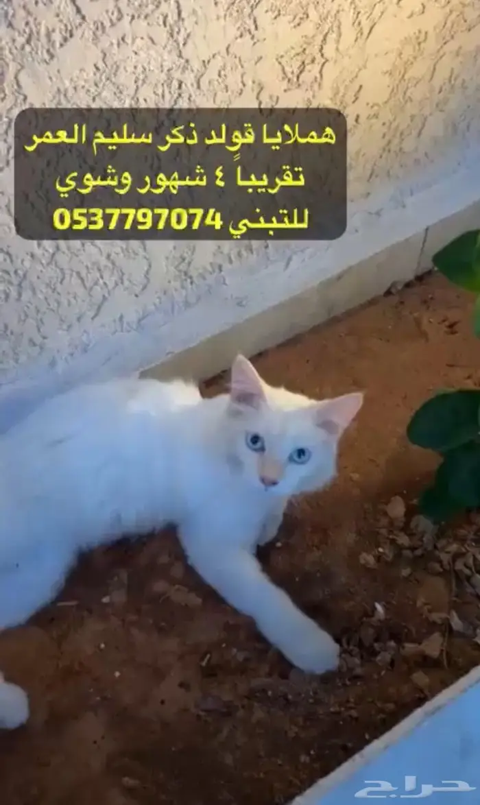 هملايا قولد للتبني 0