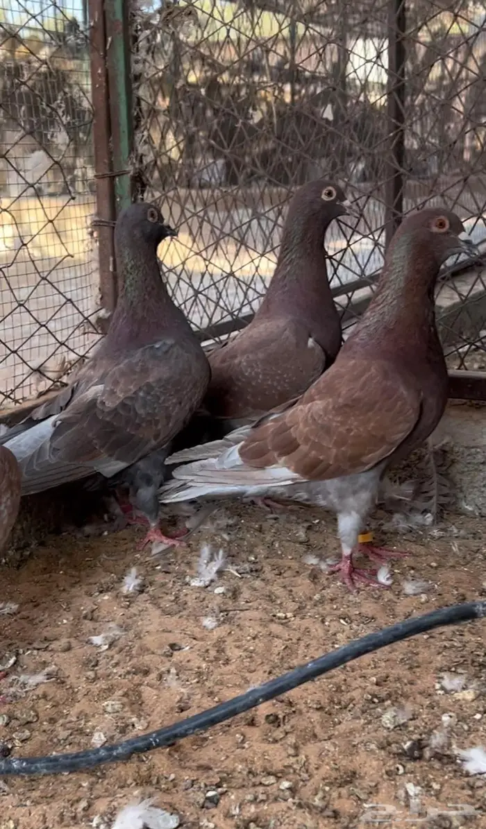 زاجل احمر فاخر مستوى وجروم توب 4