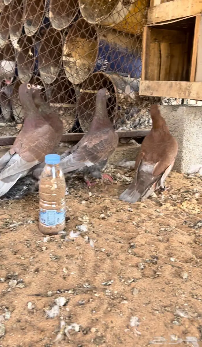 زاجل احمر فاخر مستوى وجروم توب 3