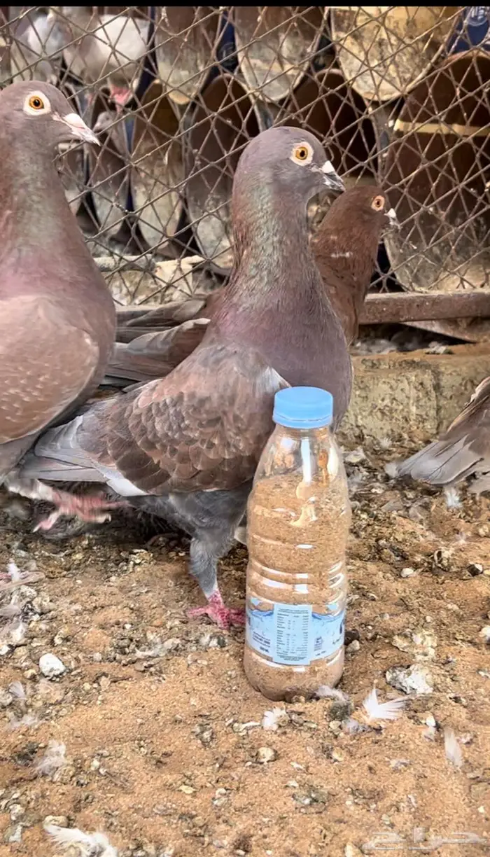 زاجل احمر فاخر مستوى وجروم توب 2