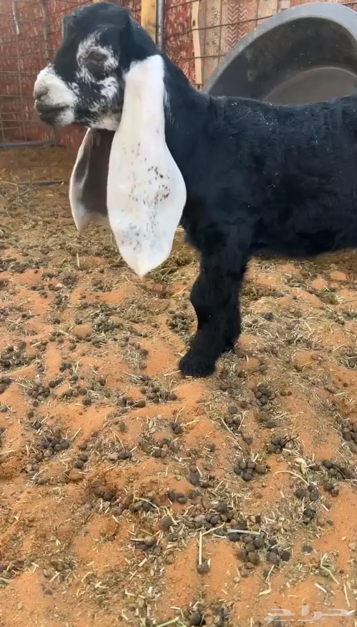 مشروع فحل خصم الخصم 1