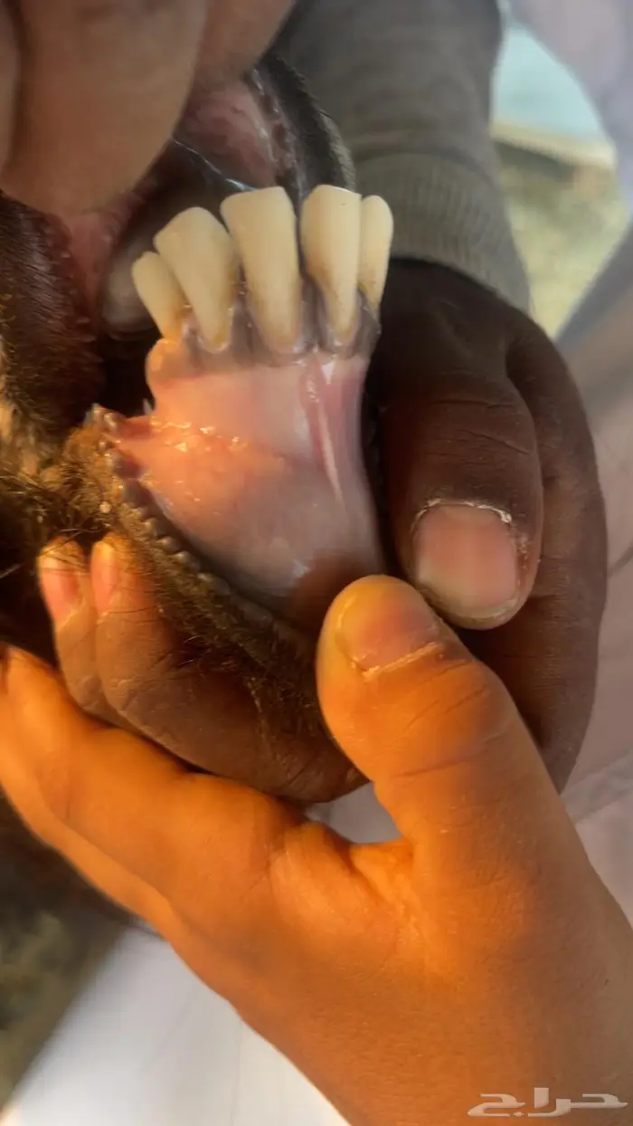 تيس حبشي حار ومشروط 0