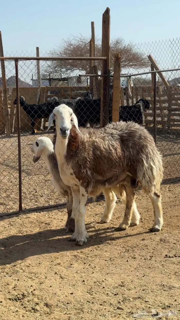 نعجه دقسيه تحتها طلي 1