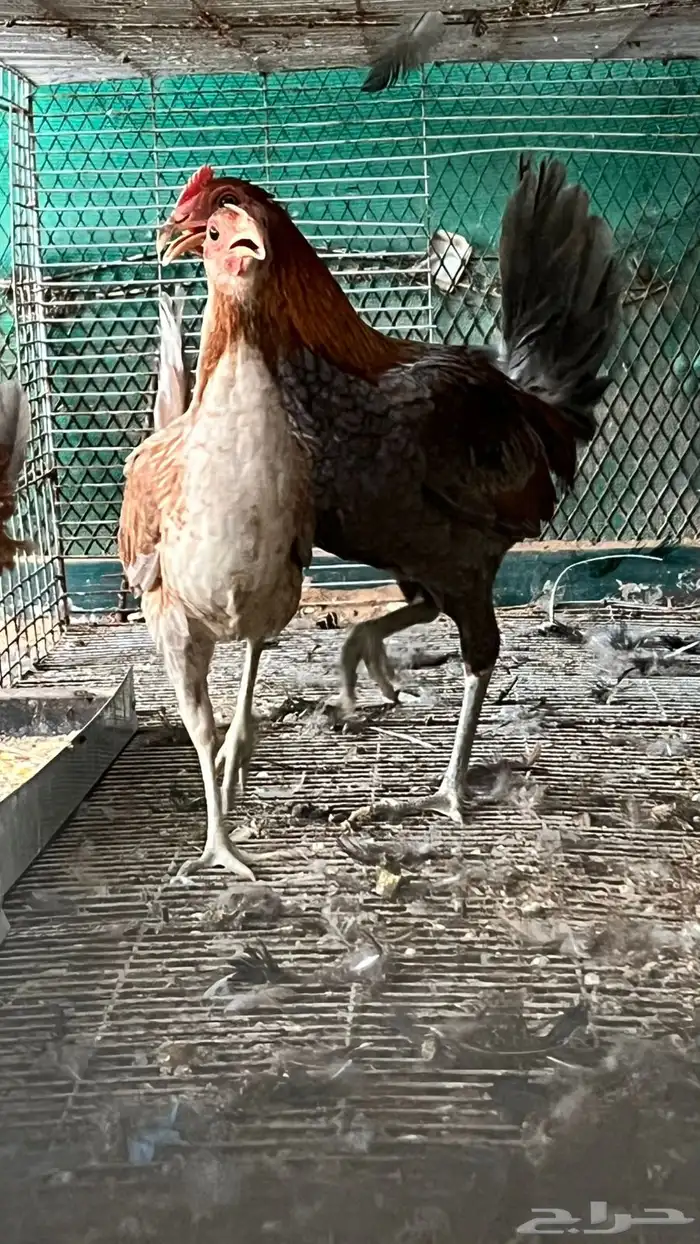 دجاج عربي 4