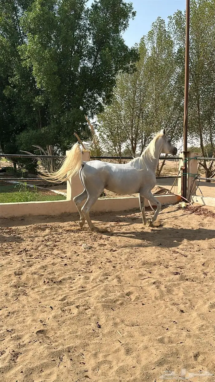 حصان عربي أصيل 2