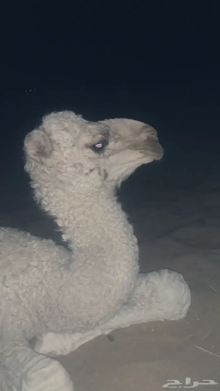 اللبيع عقابي طيب وانتاجه طيب وكفو 11