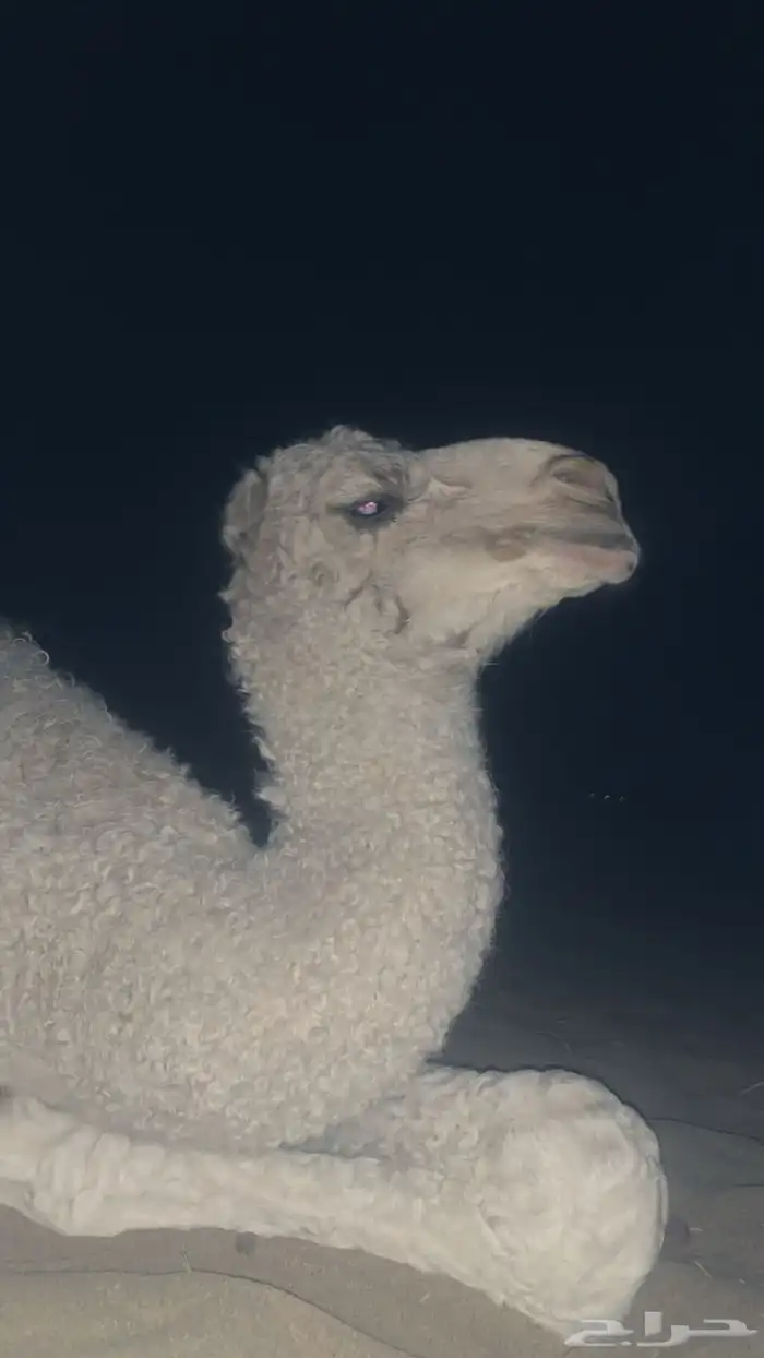 اللبيع عقابي طيب وانتاجه طيب وكفو 10