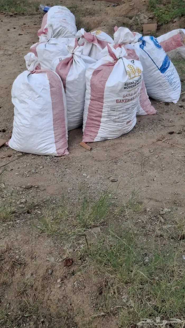 تمر حشف نظيف للحلال 3