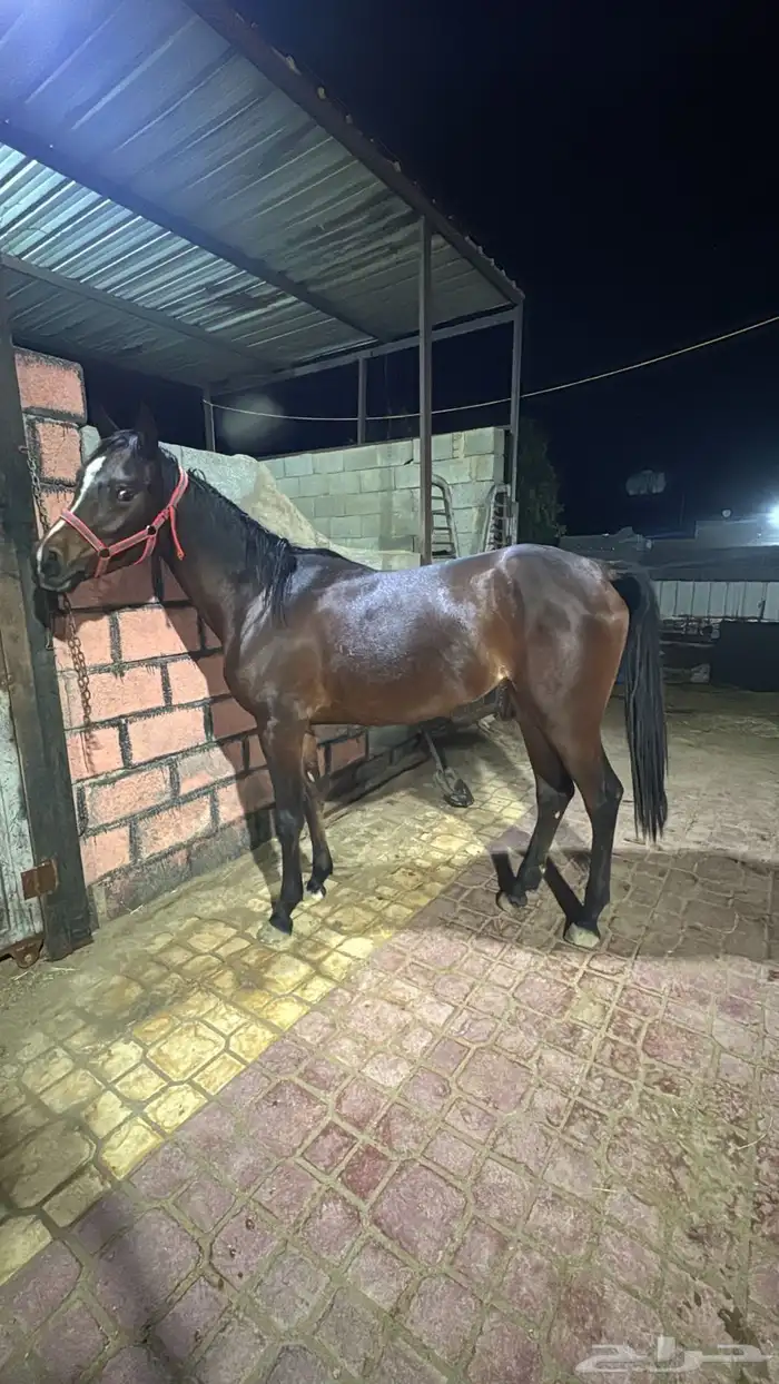 فرس شعبيه للبيع 0