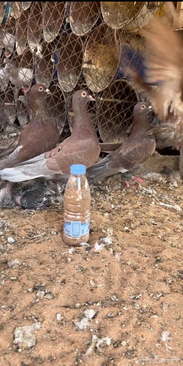 زاجل احمر فاخر مستوى وجروم توب 6