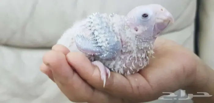 فرخ كنيور يقبل الغر 1