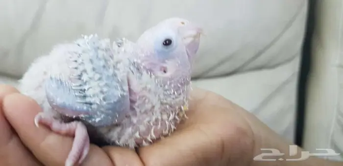 فرخ كنيور يقبل الغر 2