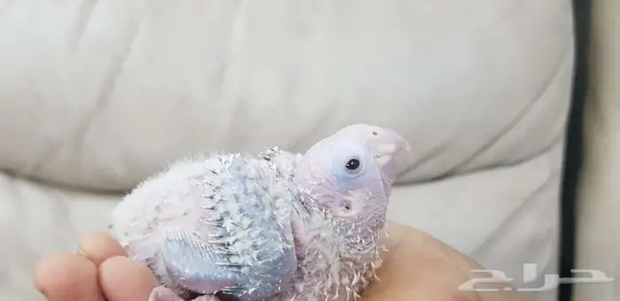 فرخ كنيور يقبل الغر 6