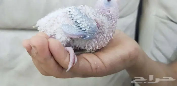 فرخ كنيور يقبل الغر 3