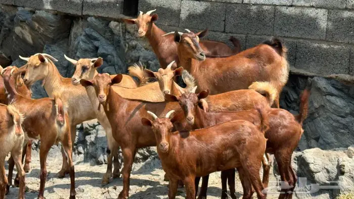 معزا دهم 15تم البيع 9